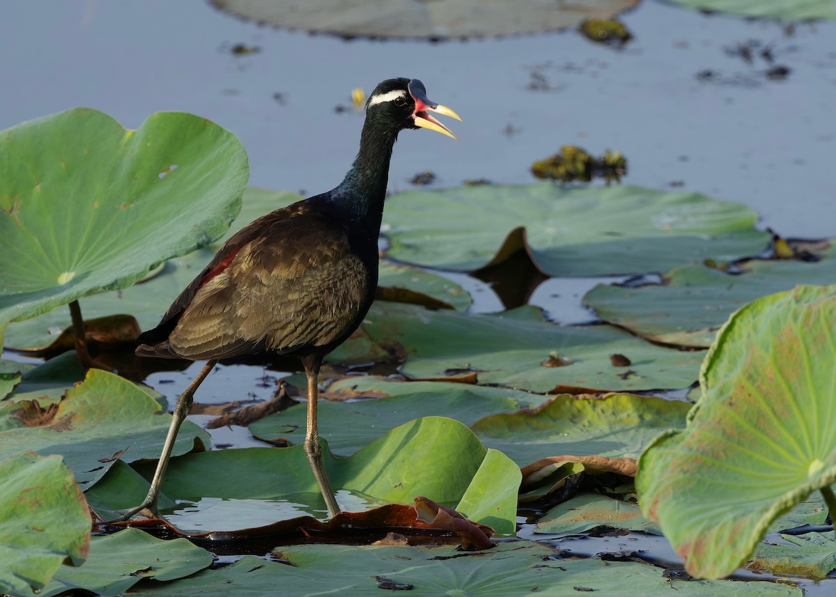 ostnák hnědoocasý - ML645094958