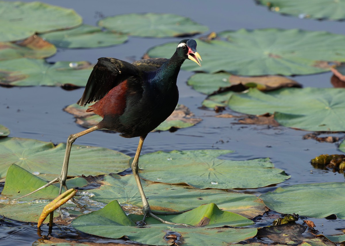 ostnák hnědoocasý - ML645094959