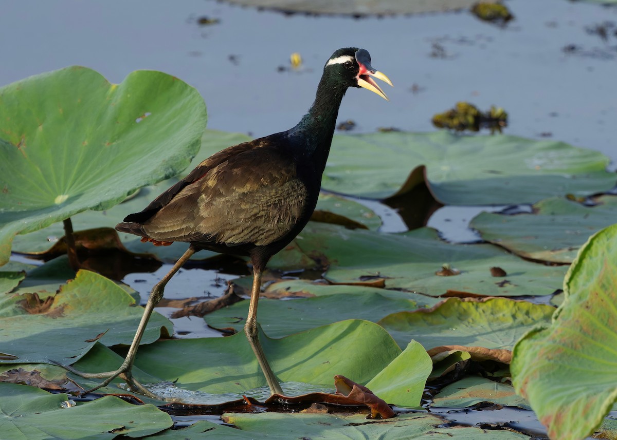 ostnák hnědoocasý - ML645094960