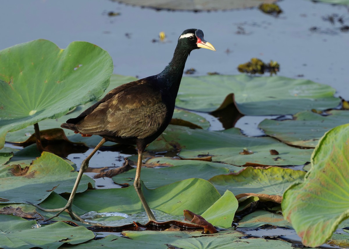 ostnák hnědoocasý - ML645094961