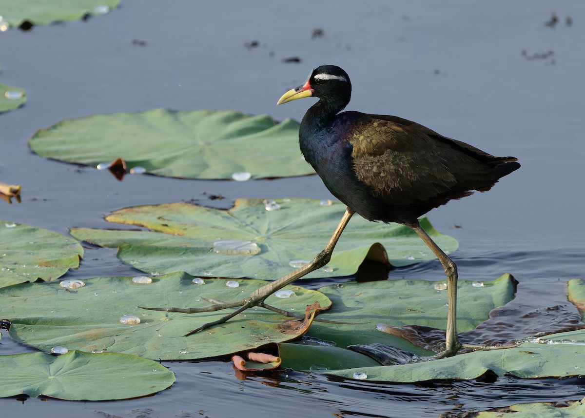 ostnák hnědoocasý - ML645094962