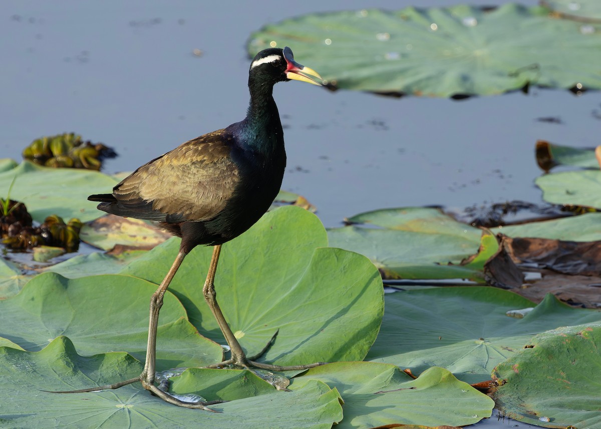 ostnák hnědoocasý - ML645094963