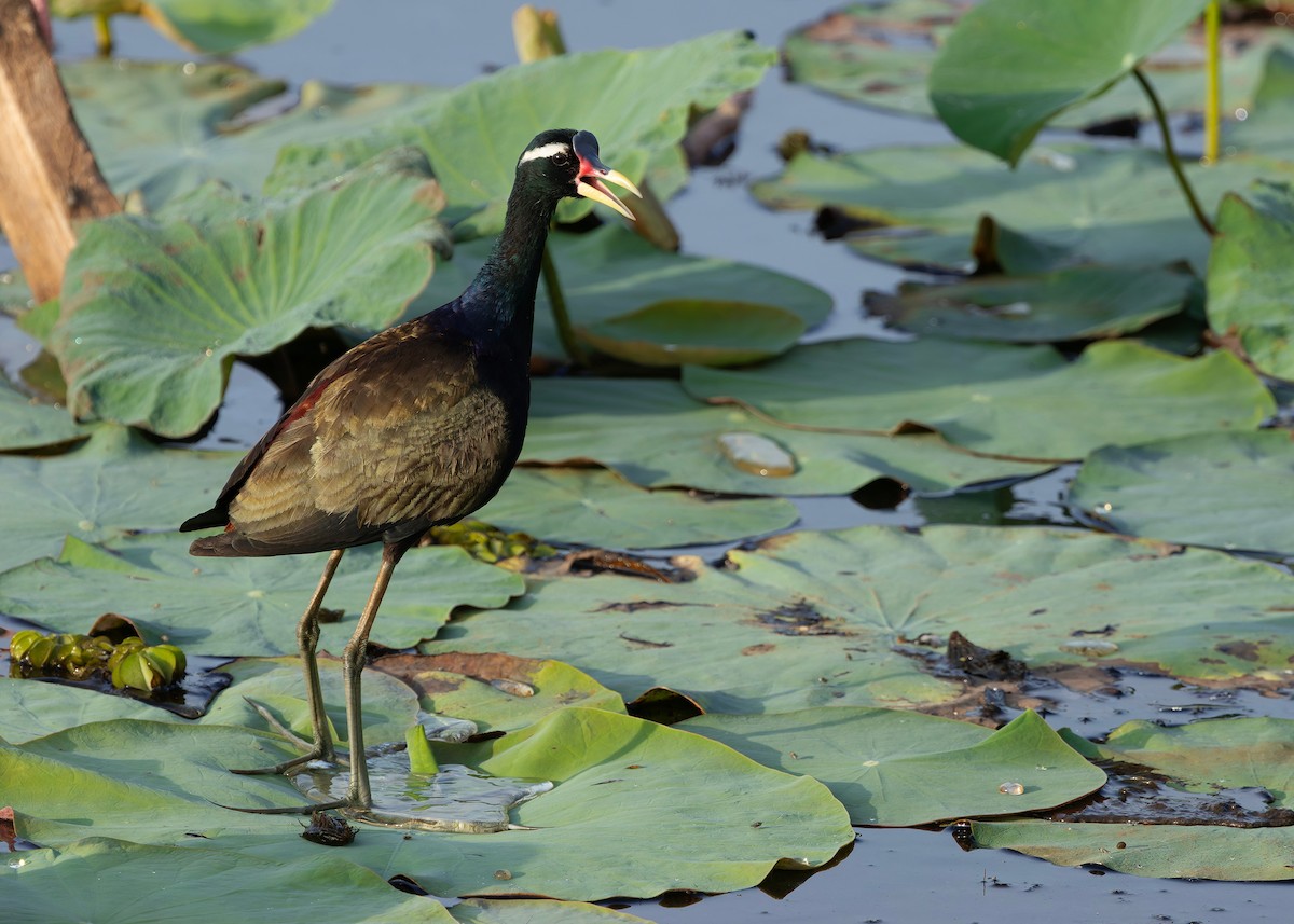 ostnák hnědoocasý - ML645094964