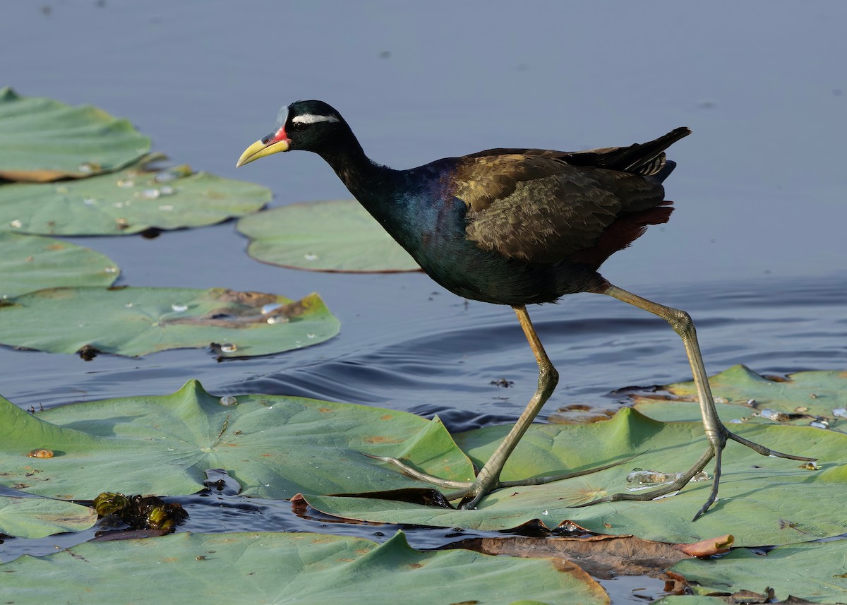 ostnák hnědoocasý - ML645094965