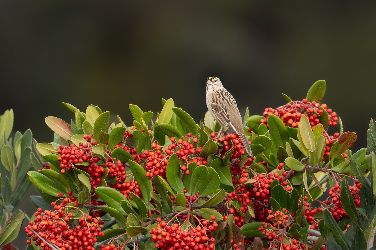 Golden-crowned Sparrow - ML645094978