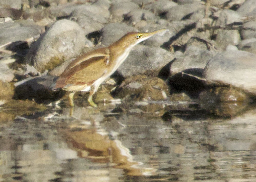 コヨシゴイ - ML645094987