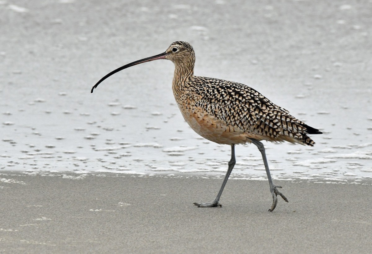 Long-billed Curlew - ML645094988