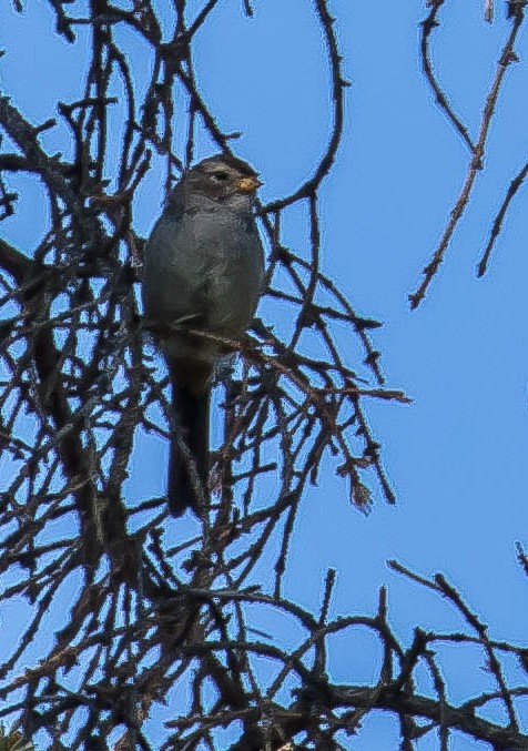 Porsuk Serçesi - ML645094997