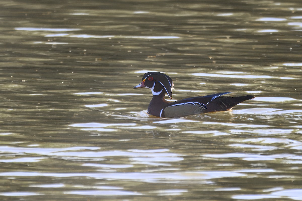 Wood Duck - ML645094998