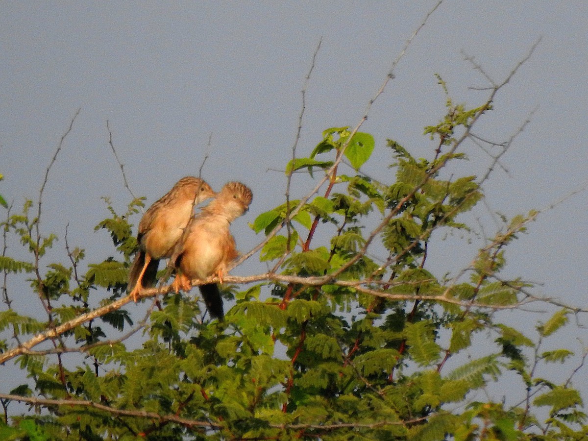 Cratérope indien - ML645095000