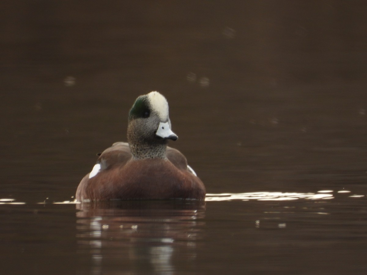 葡萄胸鴨 - ML645095004