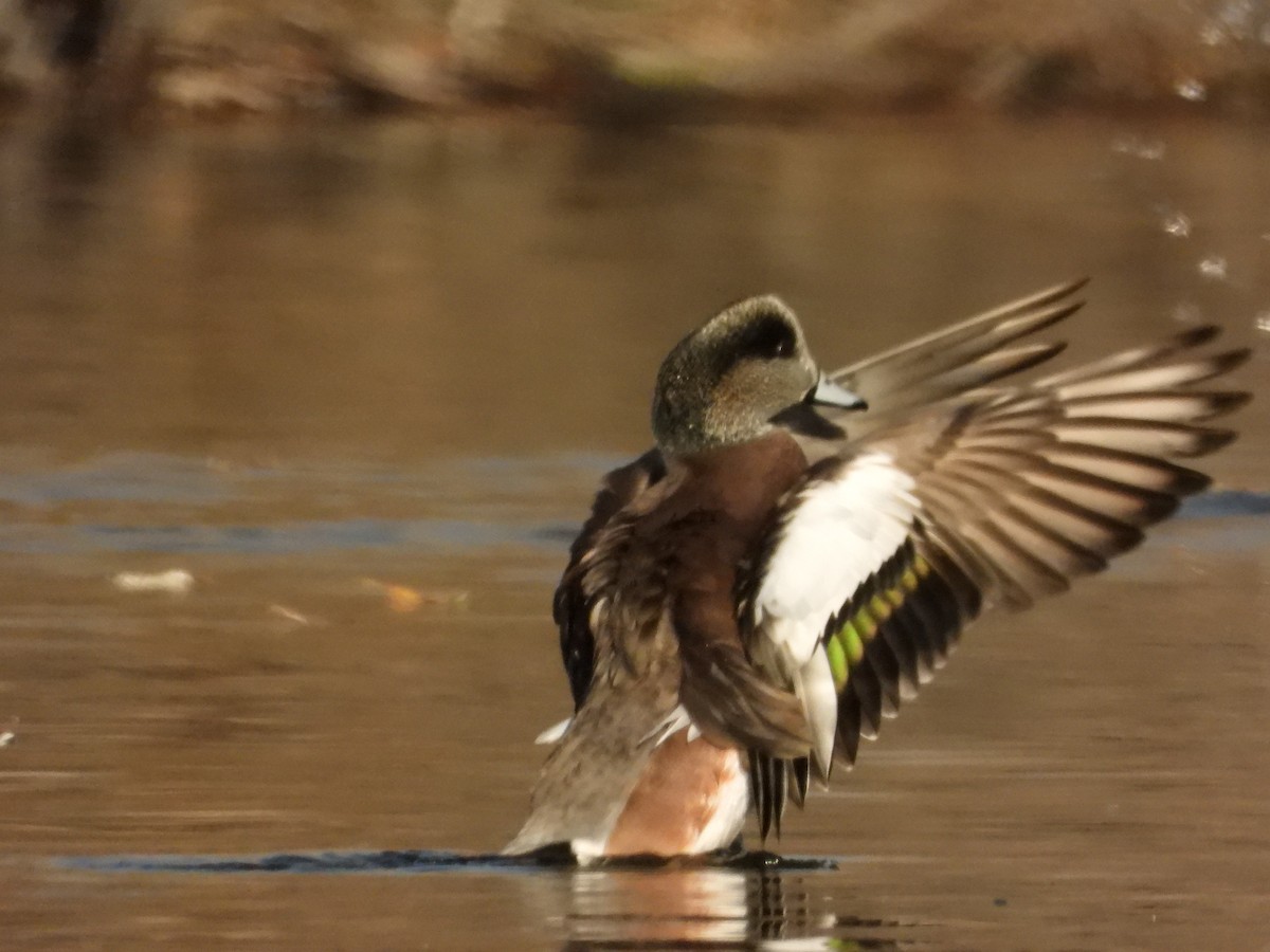 葡萄胸鴨 - ML645095005
