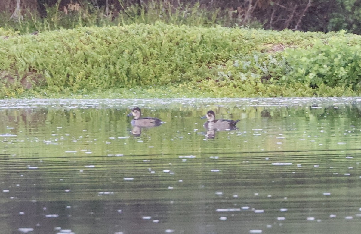 Ring-necked Duck - ML645095011