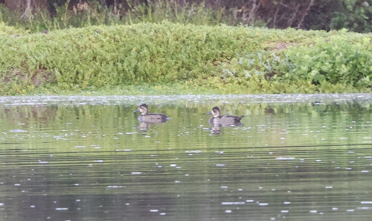 Ring-necked Duck - ML645095012