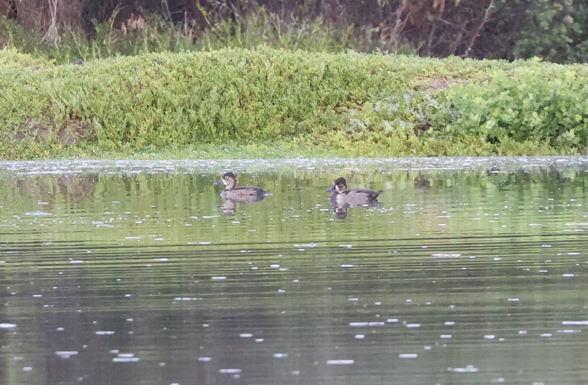 Ring-necked Duck - ML645095013