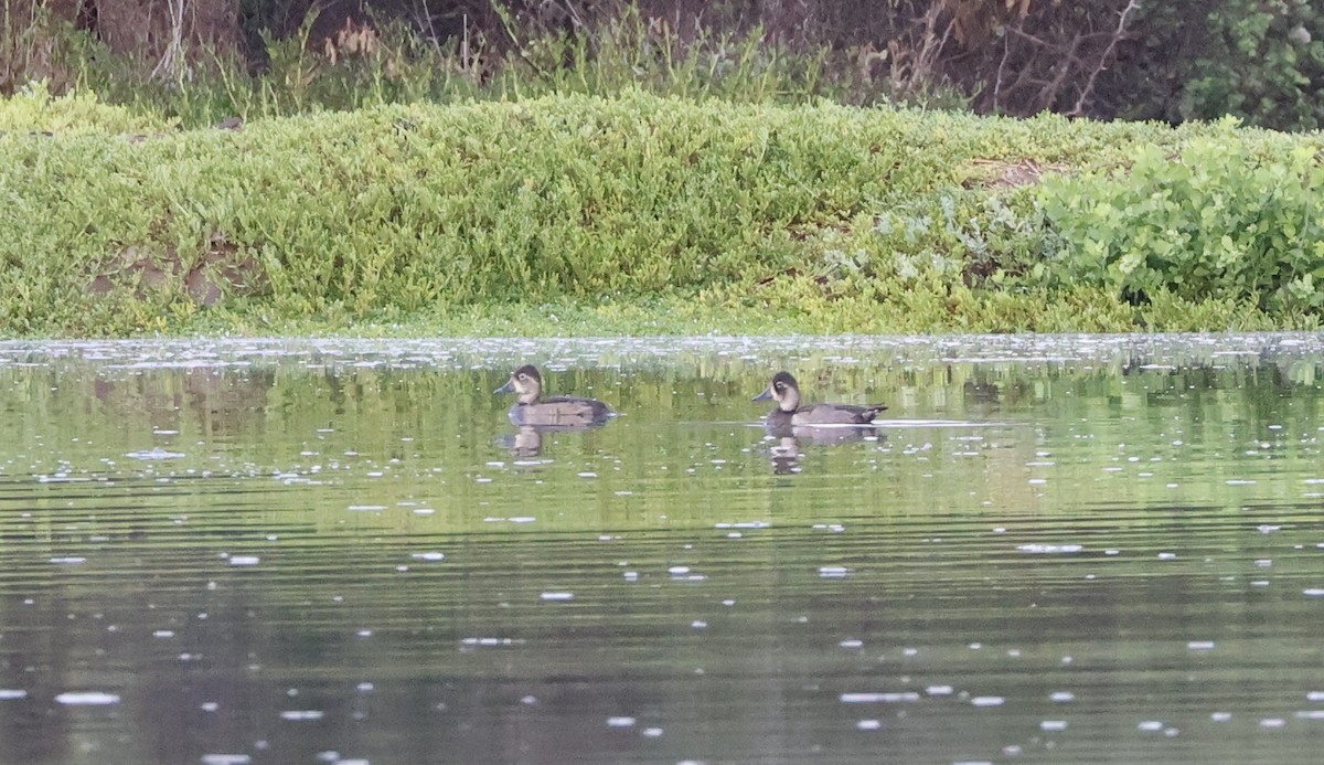 Ring-necked Duck - ML645095014