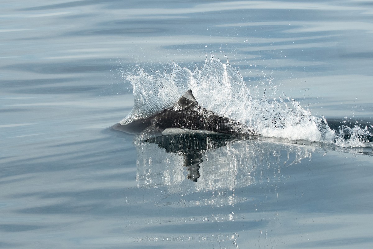 Dall's Porpoise - ML645095016