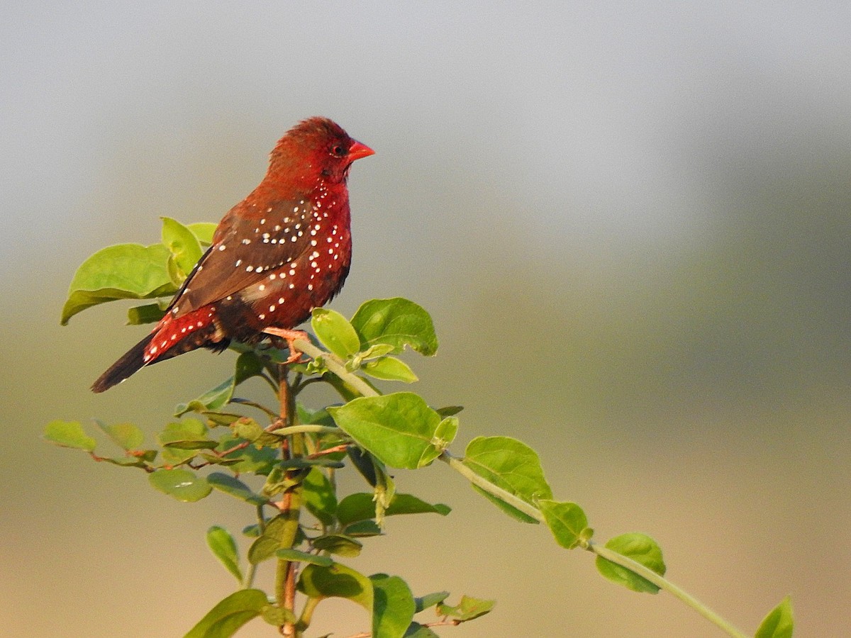 Bengali rouge - ML645095018
