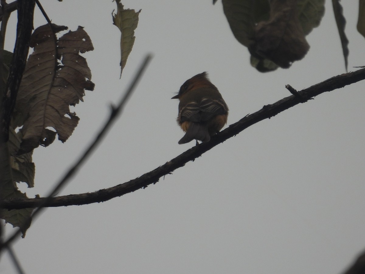 Tufted Flycatcher - ML645095020