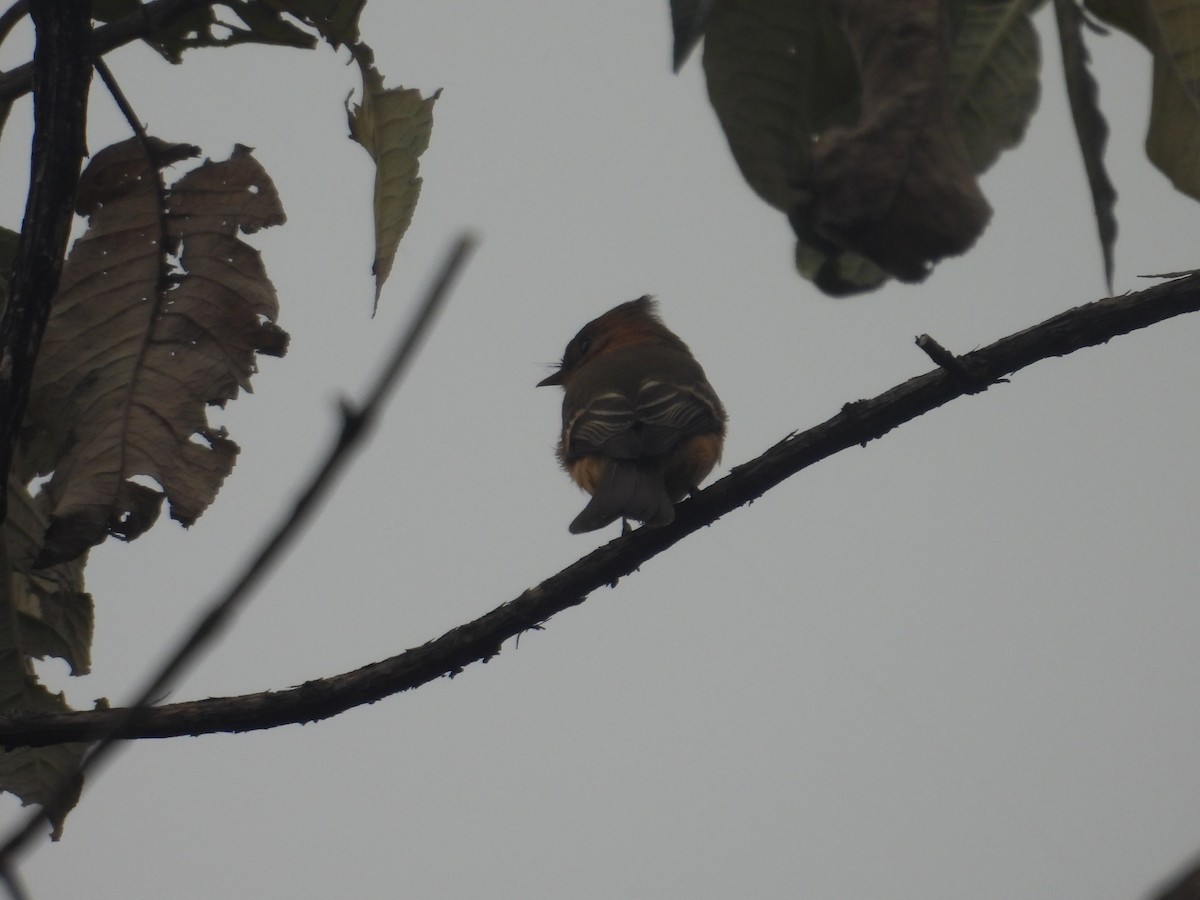 Tufted Flycatcher - ML645095021