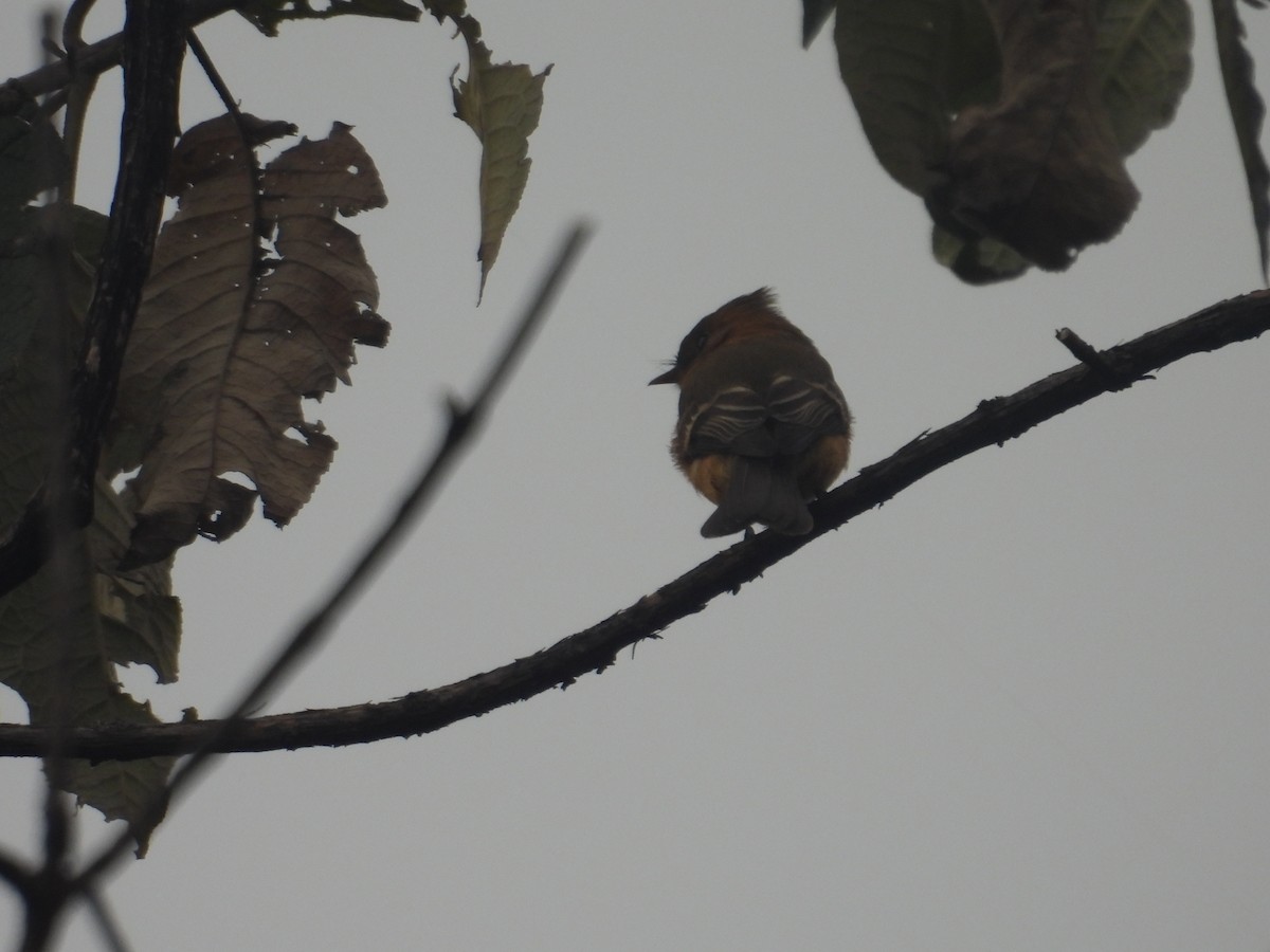 Tufted Flycatcher - ML645095022