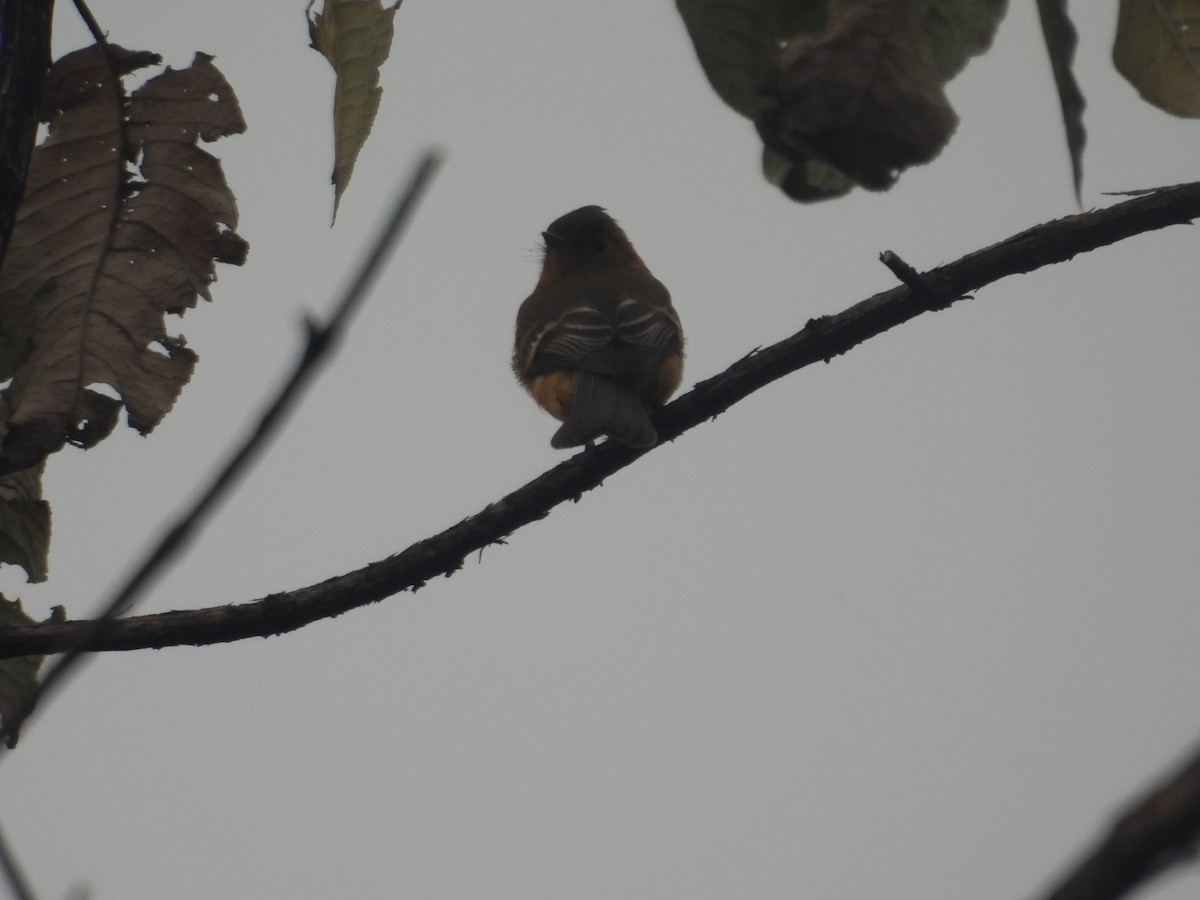 Tufted Flycatcher - ML645095023
