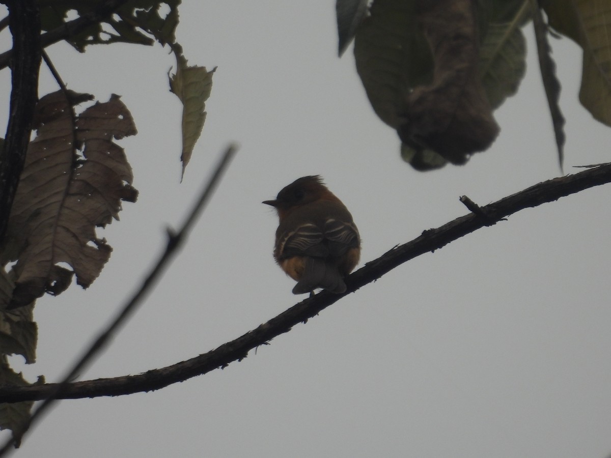 Tufted Flycatcher - ML645095024