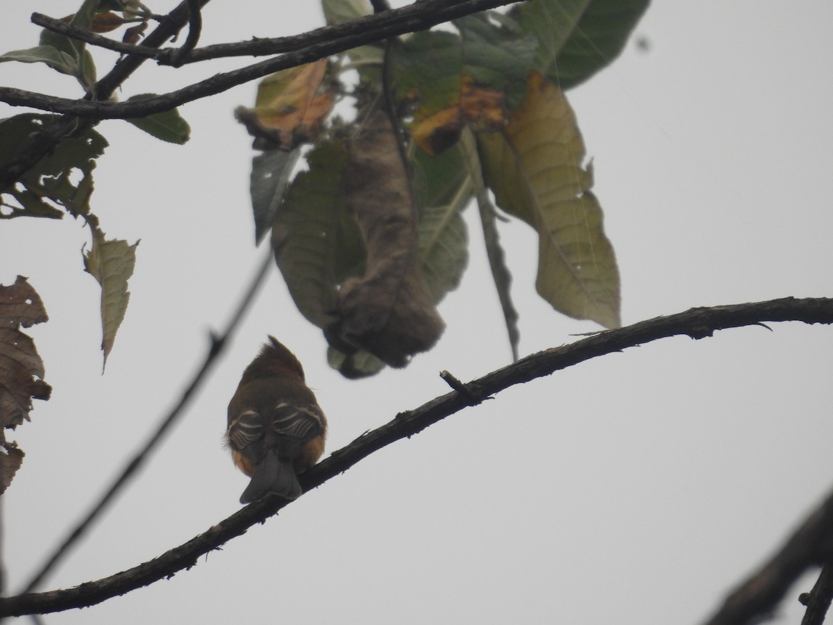 Tufted Flycatcher - ML645095025