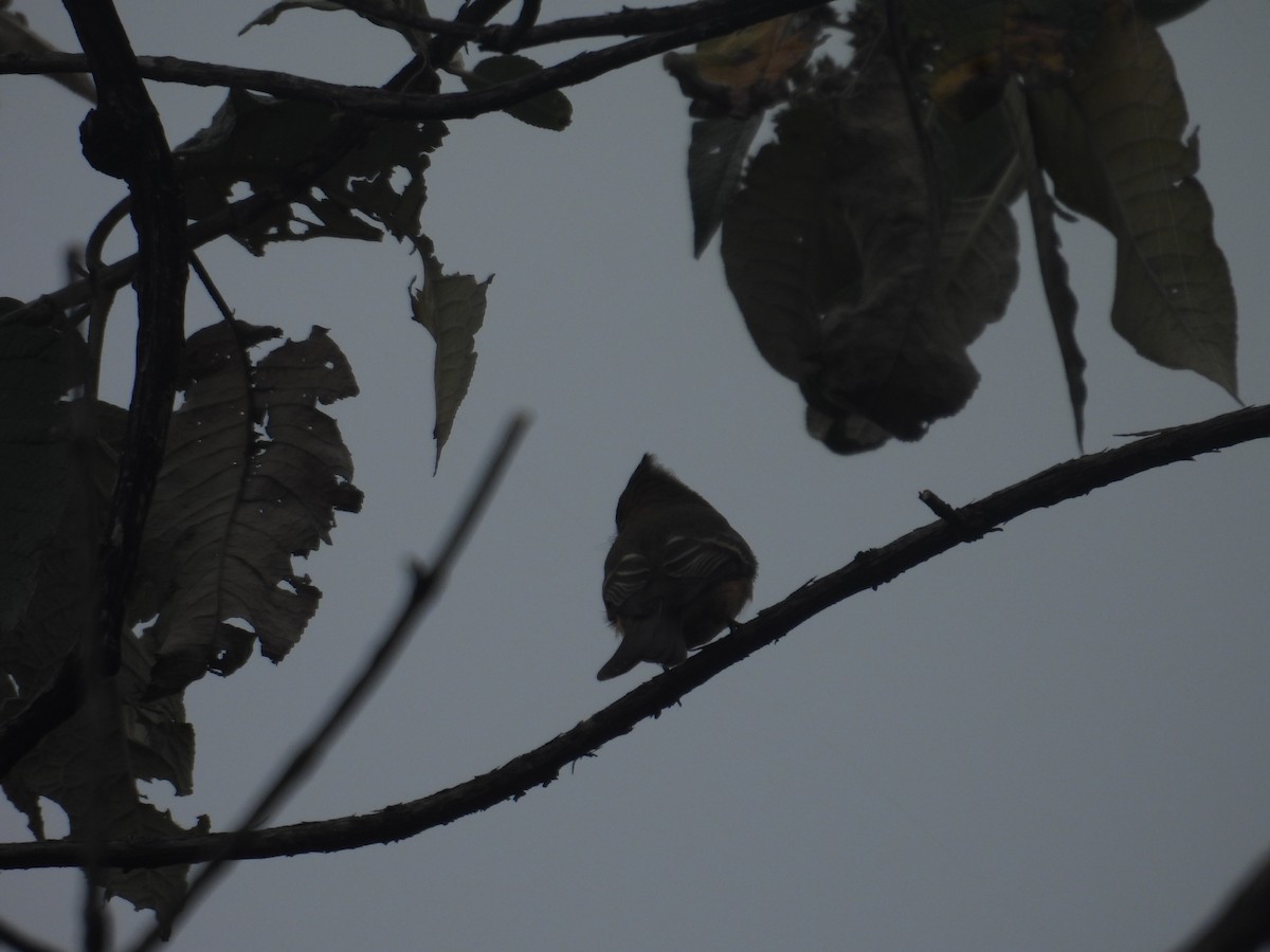 Tufted Flycatcher - ML645095026