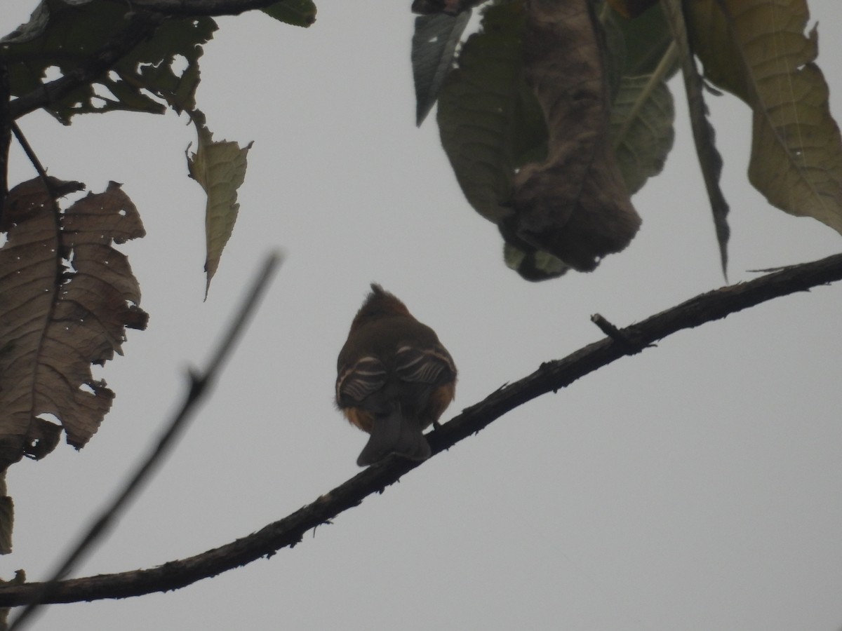 Tufted Flycatcher - ML645095027