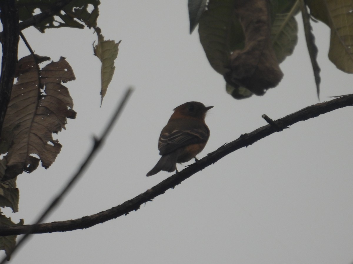 Tufted Flycatcher - ML645095028