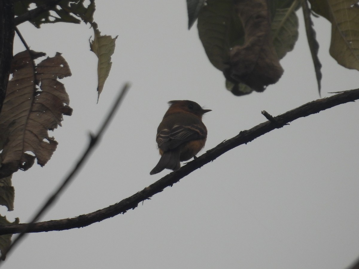 Tufted Flycatcher - ML645095029