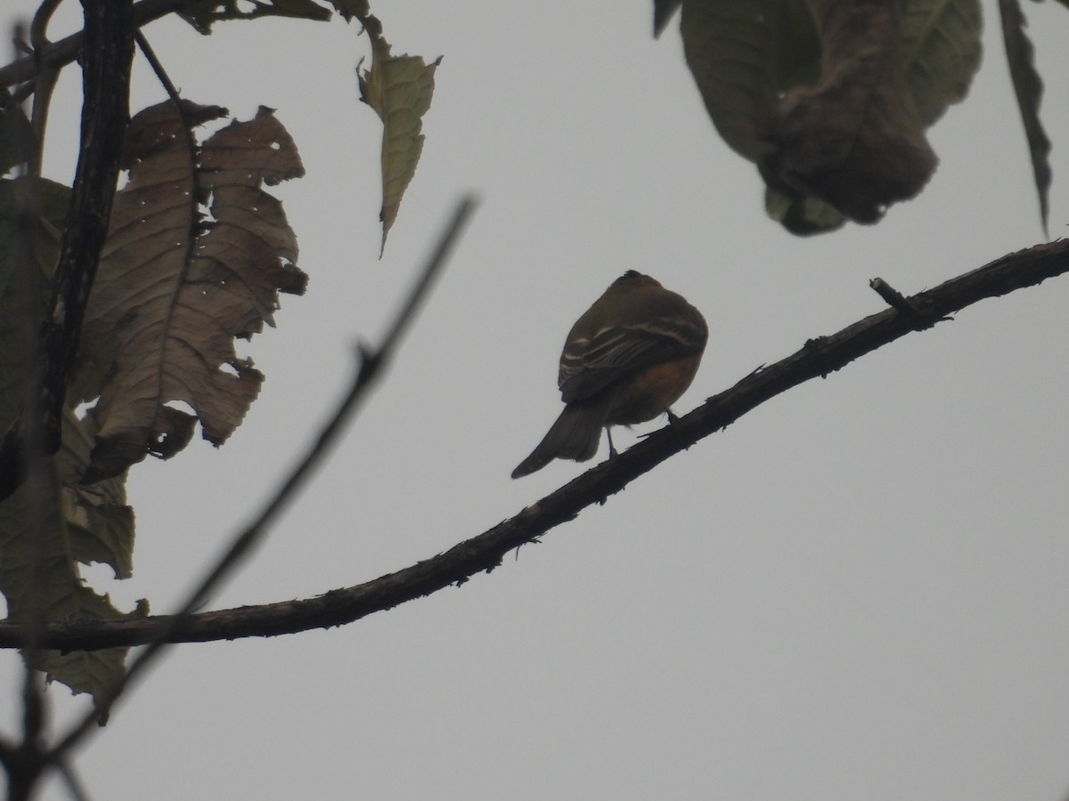 Tufted Flycatcher - ML645095030