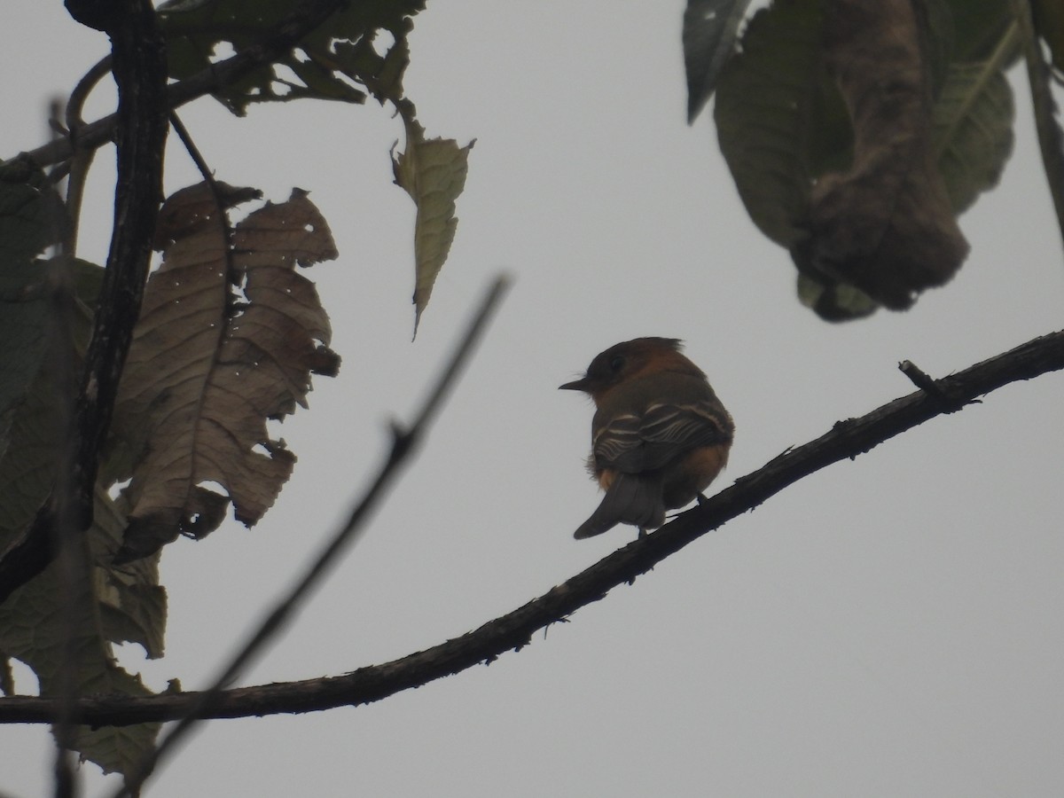Tufted Flycatcher - ML645095031