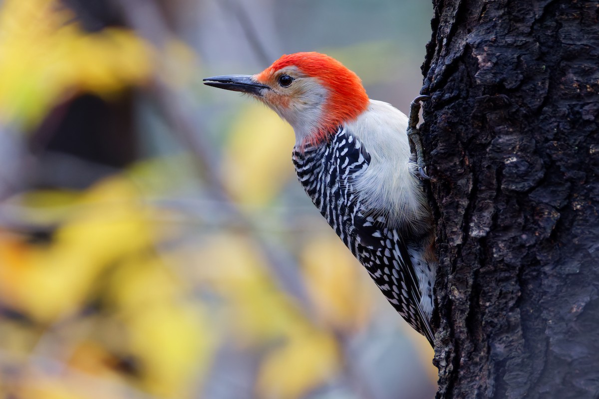 Red-bellied Woodpecker - ML645095039
