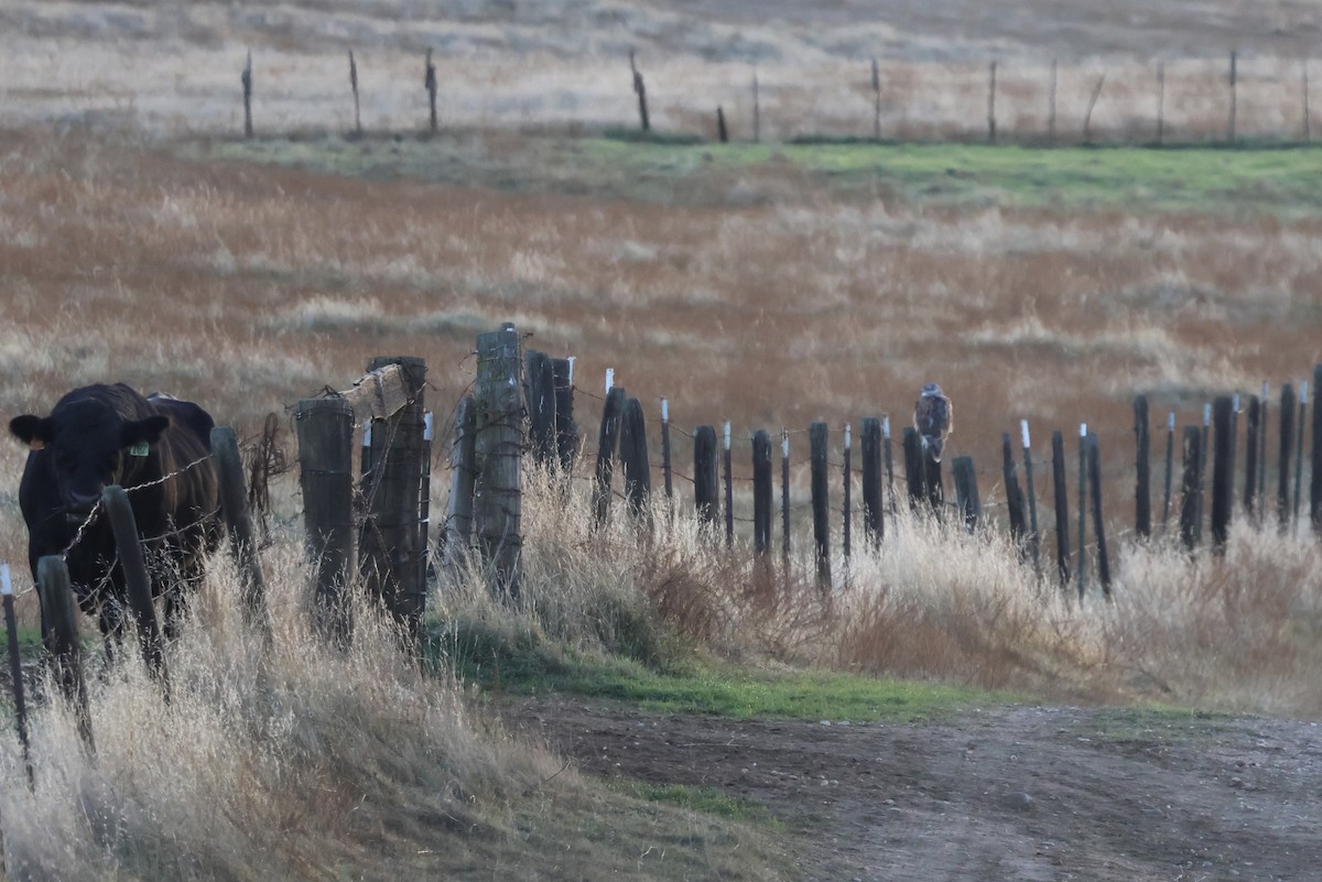 Ferruginous Hawk - ML645095066
