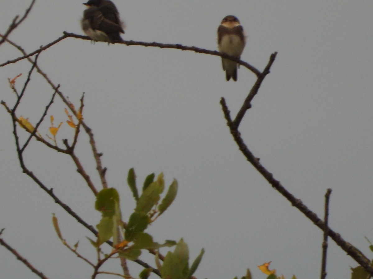 Uhalde-enara arrunta - ML645095074