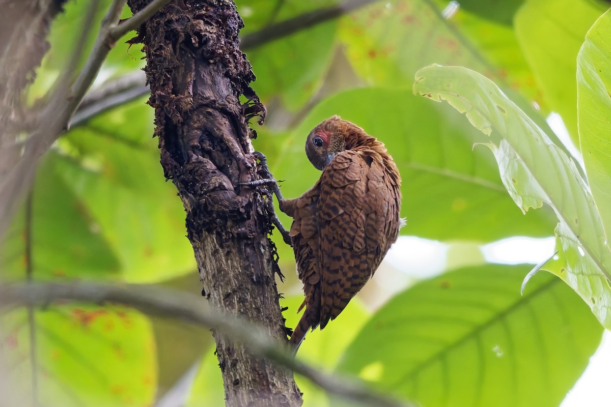 Rufous Woodpecker - ML645095079