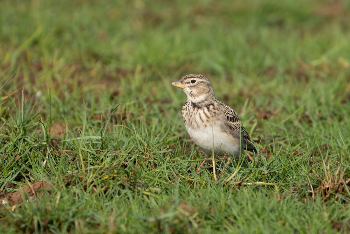 עפרוני ענק - ML645095082