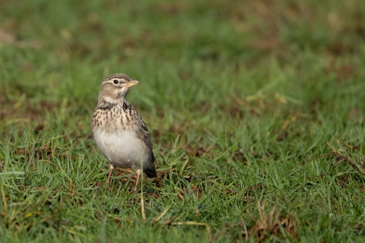 עפרוני ענק - ML645095083