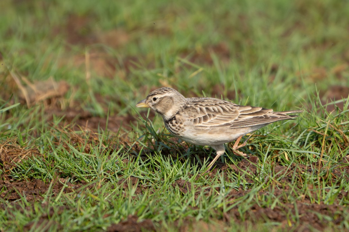עפרוני ענק - ML645095084
