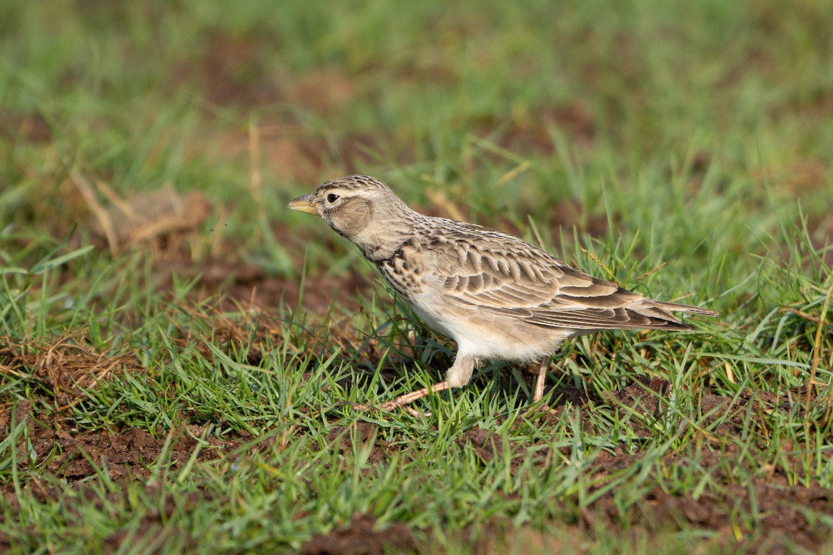 עפרוני ענק - ML645095085