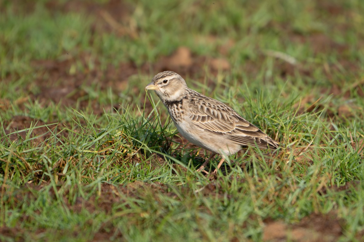 עפרוני ענק - ML645095086