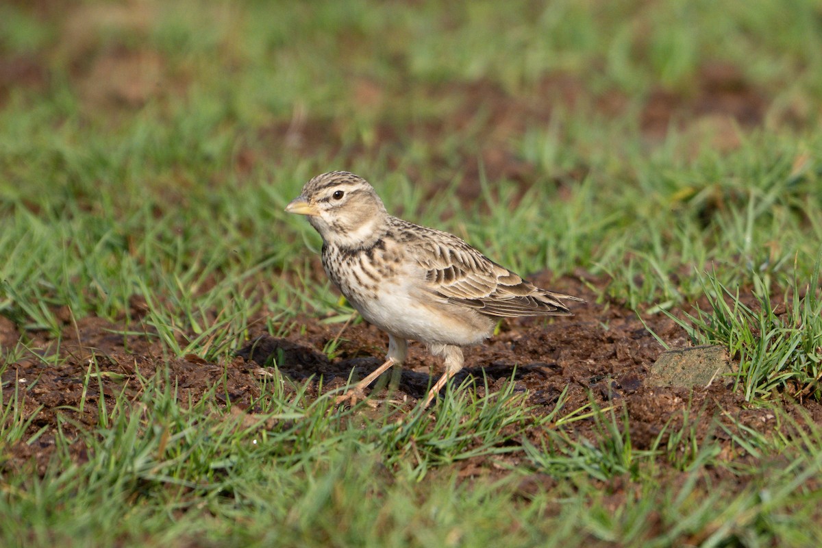 עפרוני ענק - ML645095087