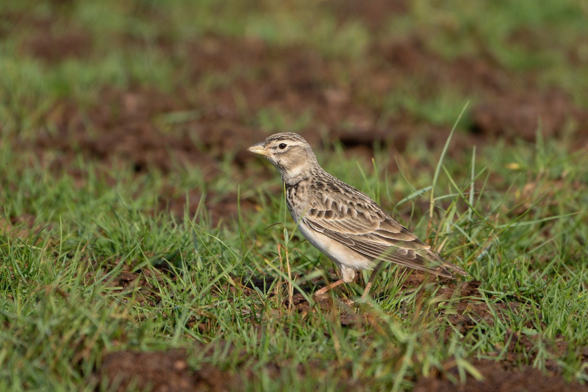 עפרוני ענק - ML645095088