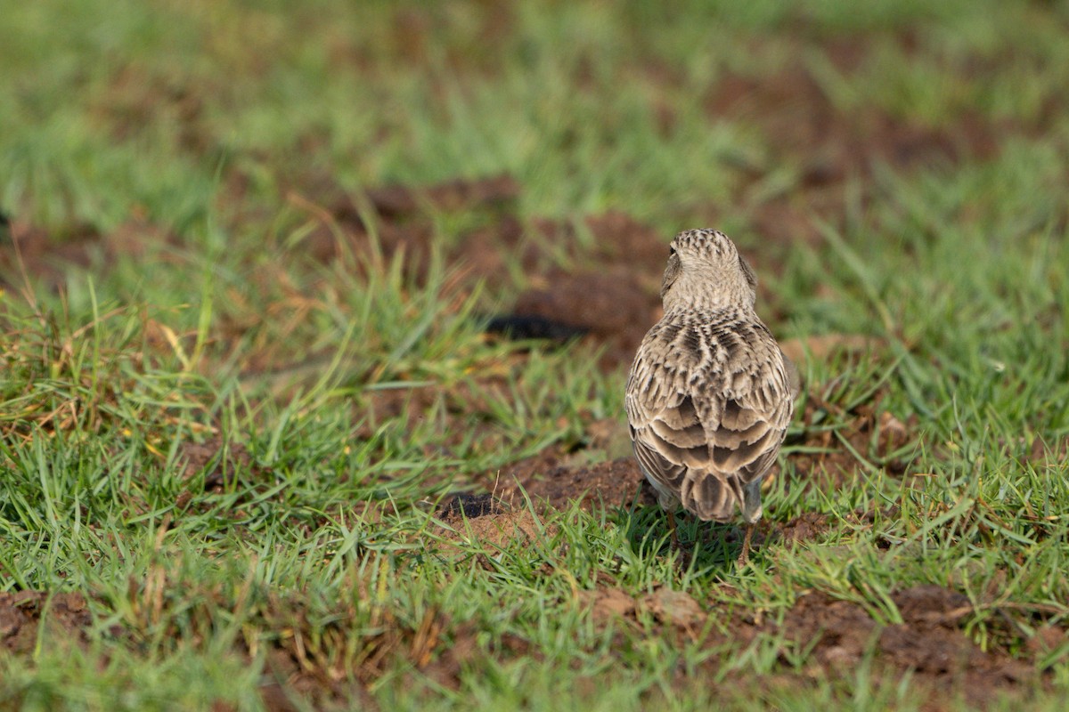 עפרוני ענק - ML645095089