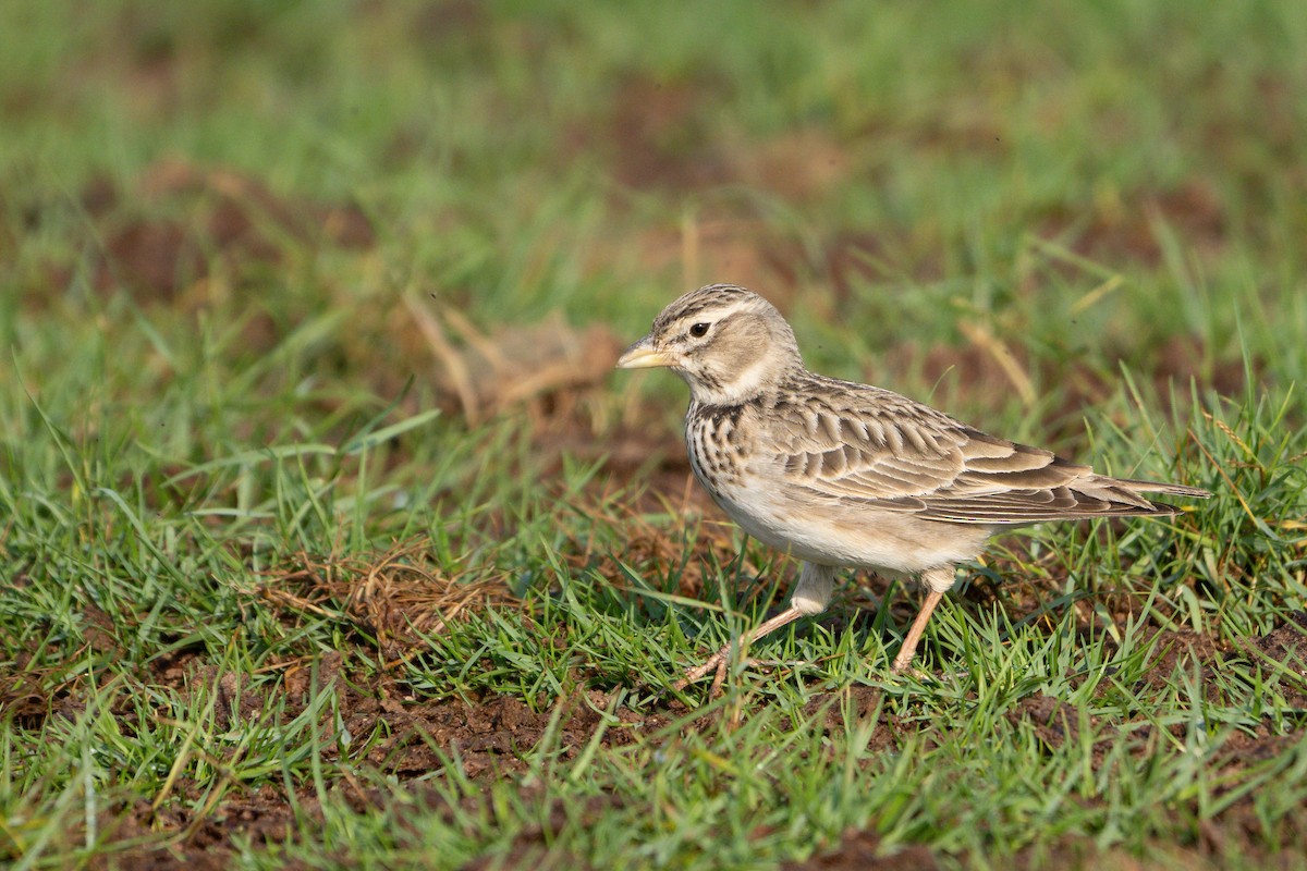 עפרוני ענק - ML645095090