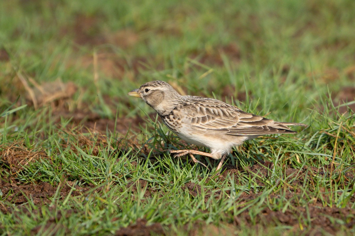 עפרוני ענק - ML645095091