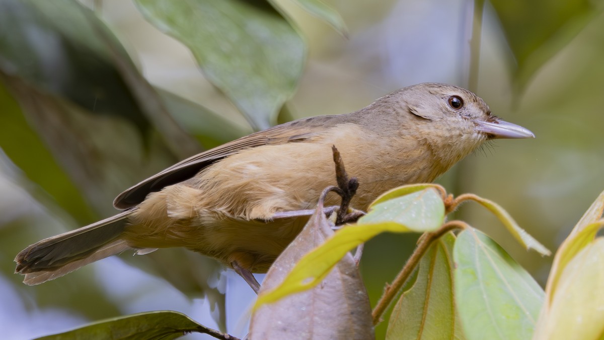 Little Shrikethrush (Rufous) - ML645095094