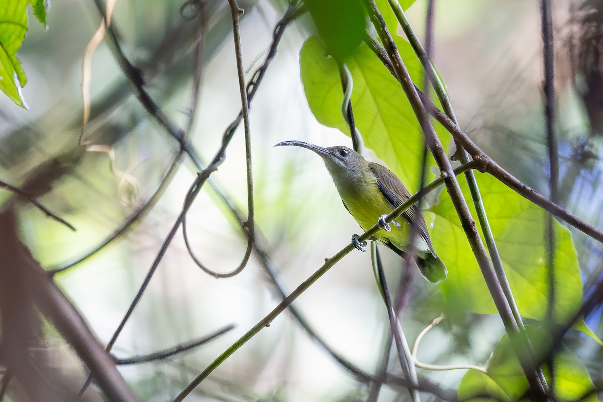 Little Spiderhunter - ML645095095
